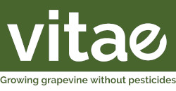 VITAE